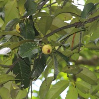 Garcinia mangostana L.